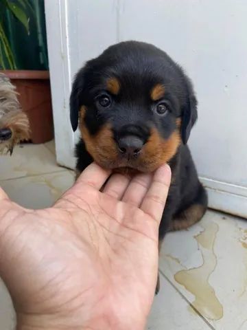 FILHOTE DE ROTTWEILER FÊMEA 