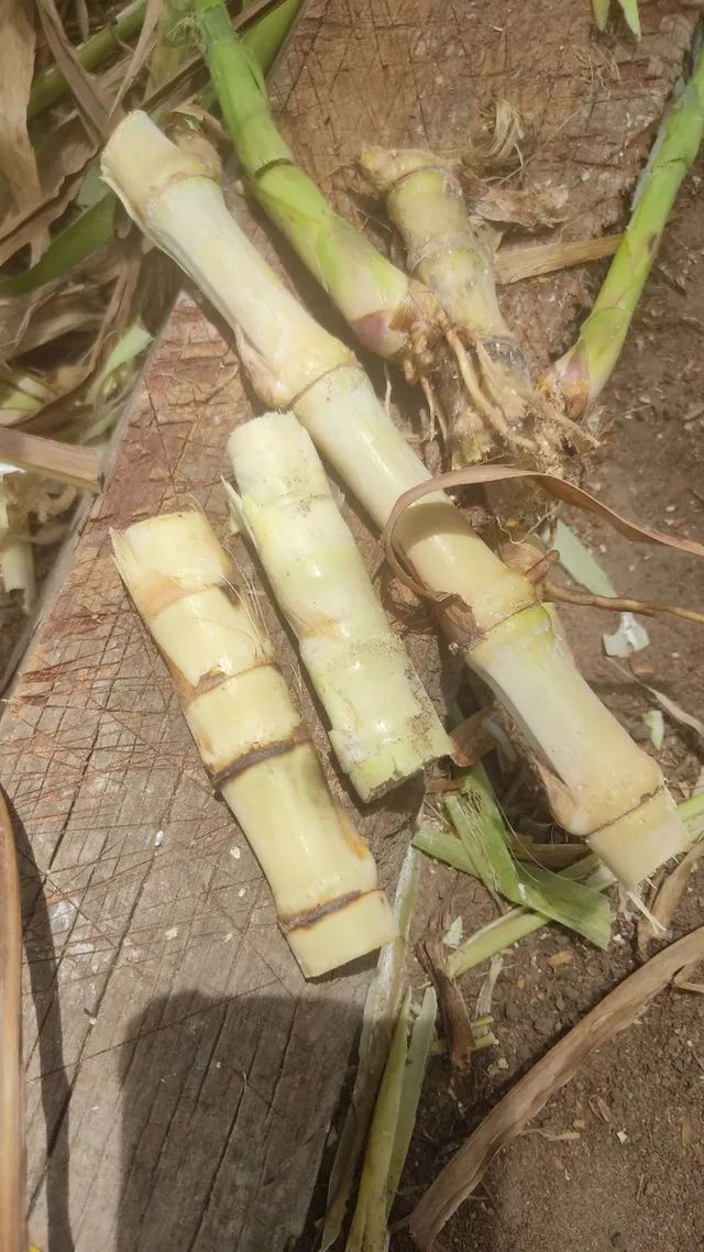 Vendas Capim kurumi  - Foto 4