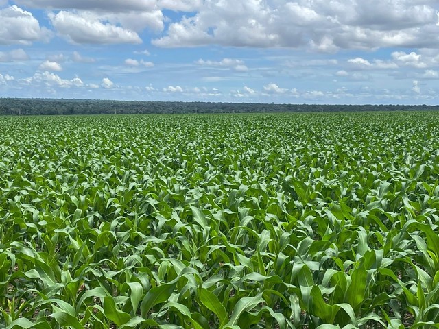 Fazenda de 3.580 hectares em Ipiranga do Norte-MT - Foto 11