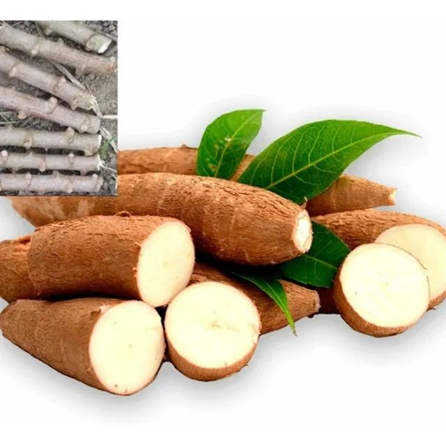 Mudas de Mandioca Chips - Frita sem precisar cozinhar! RAMAS DE MANDIOCA (AIPIM) PARA MUDA - Foto 2