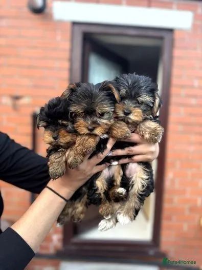 Yorkshire Terrierlindíssimos filhotes disponíveis  - Foto 3