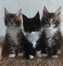 Maine Coon Lindos filhotes 