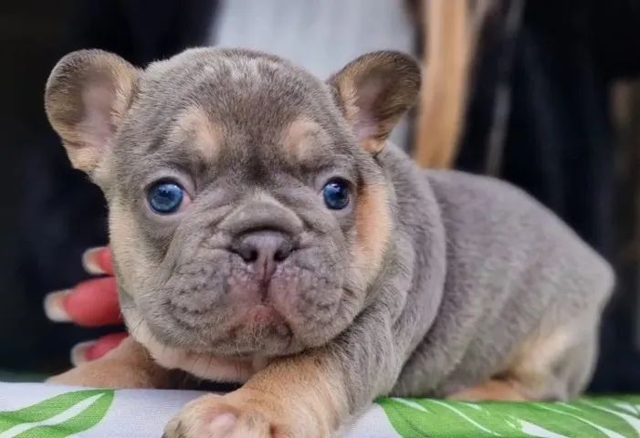 Bulldog Frances garantia total de saúde  - Foto 2