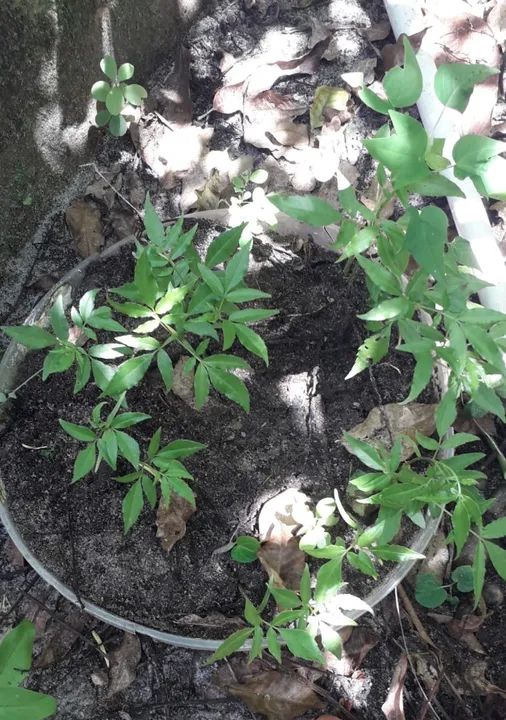 Sementes de Cajarana para caqueiro ou jardim  - Foto 5