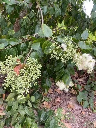 Mudas de eucalipto toleriana - Foto 4