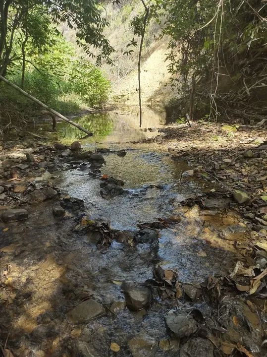 Sítio com rio e natureza exuberante - Foto 5