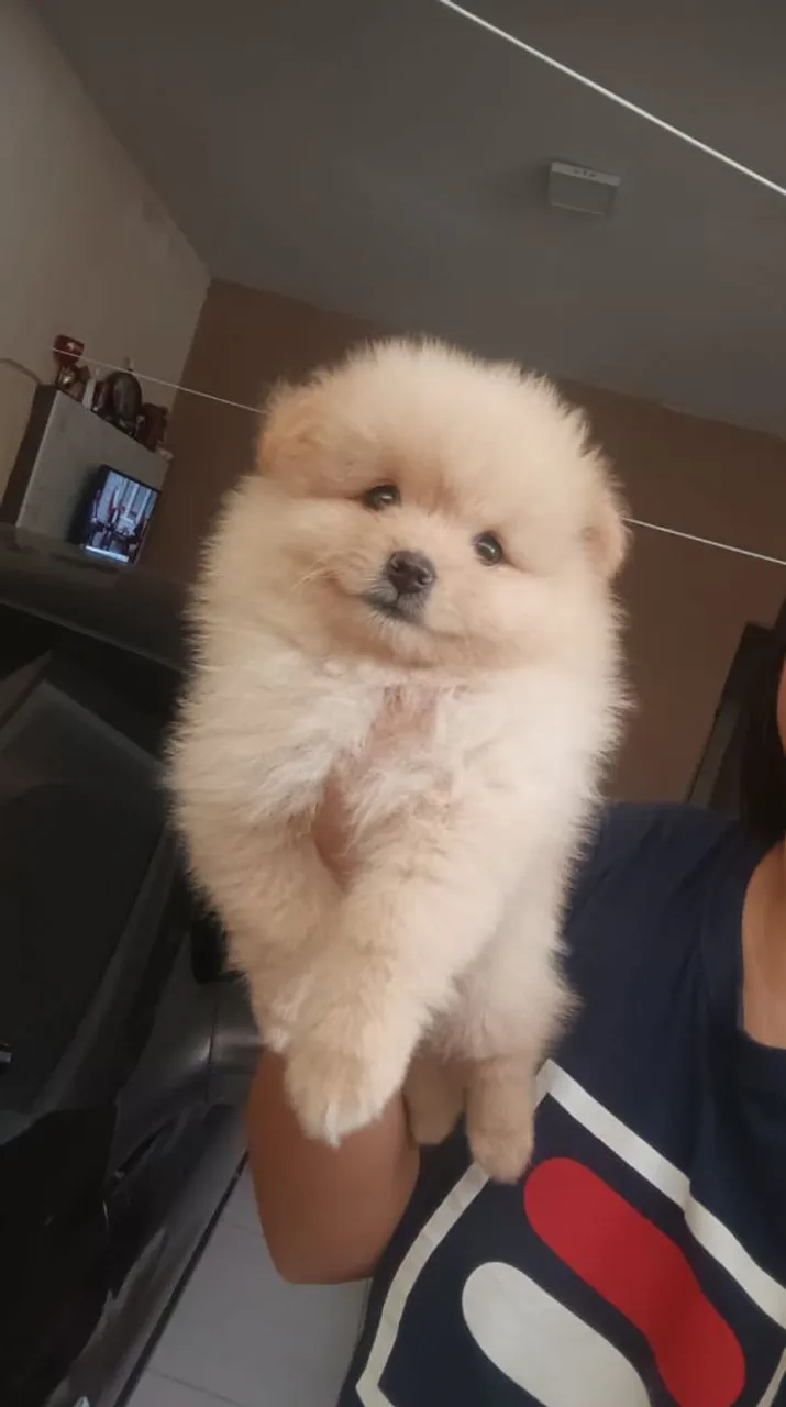 Filhote lulu da pomerânia sptiz anao macho