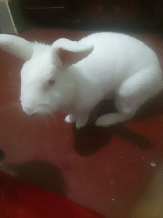 Coelho Branco - Pelúcia Macia - Foto 2