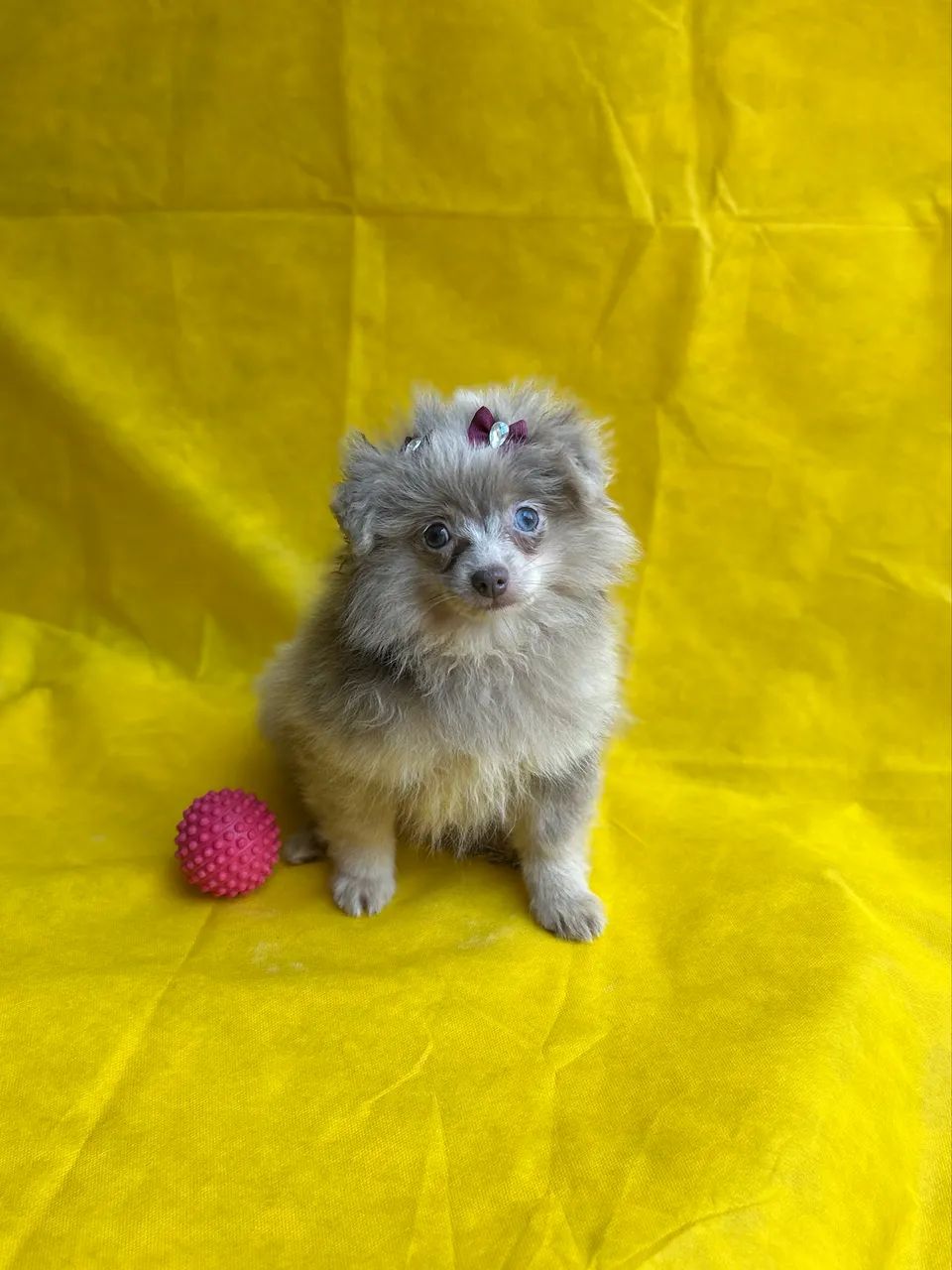 Fêmea merle de Spitz Alemão/Lulu da Pomerânia Cachorros