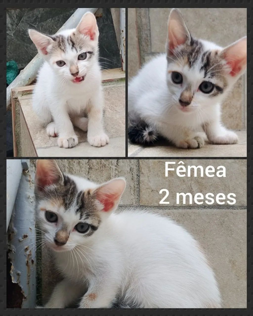 Doação de Gatinhos