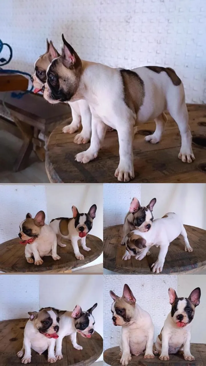 Filhotes de Bulldog Francês Lindos e Saudáveis