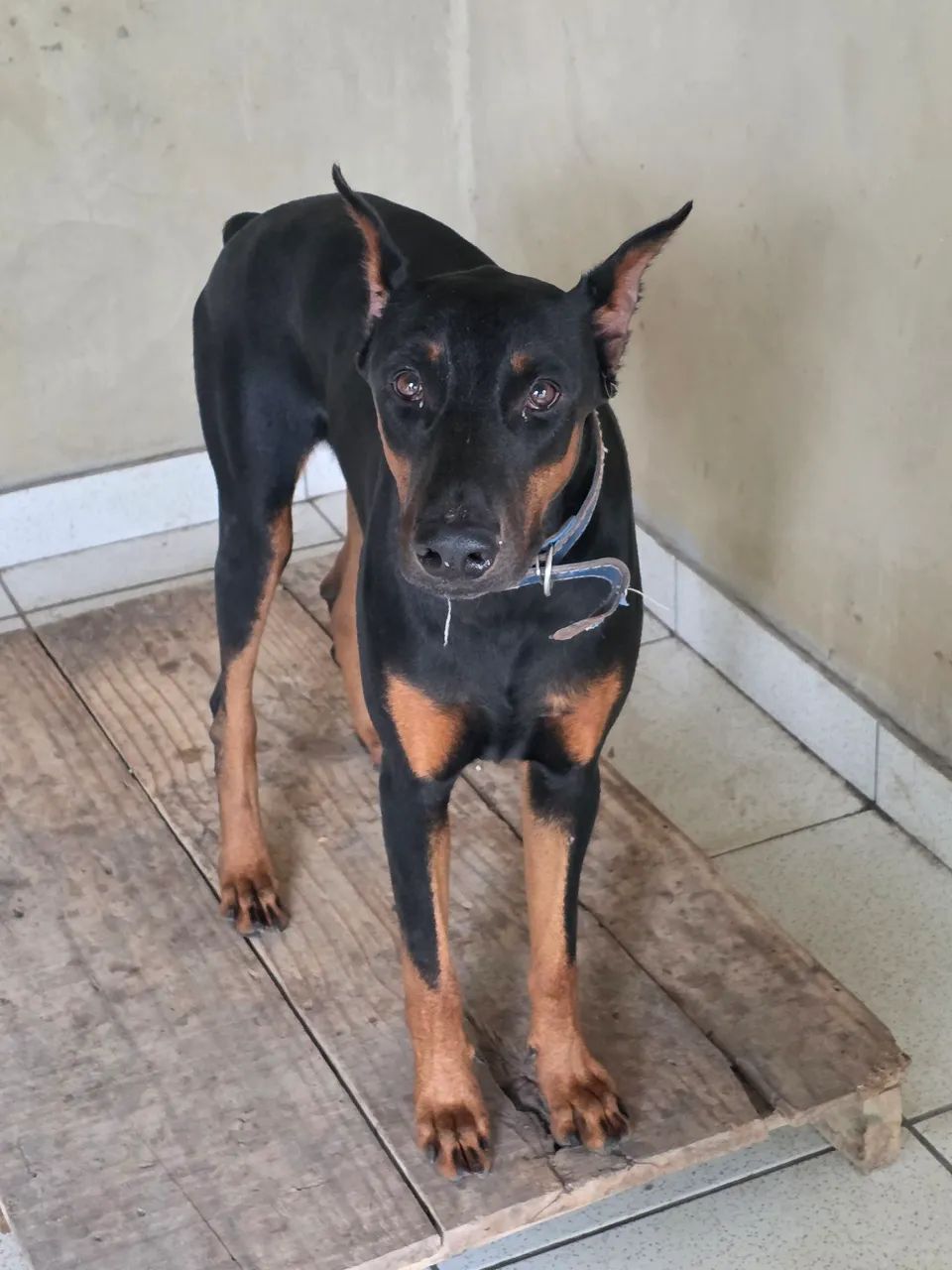 Filhotes de Dobermans Originais (Pedigree) - Foto 3