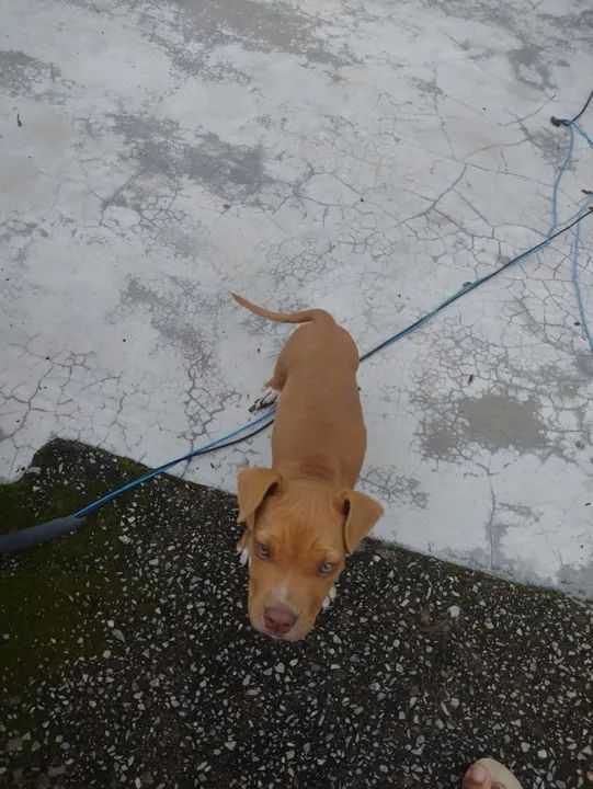 Vendo American Bully puro fêmea  - Foto 3