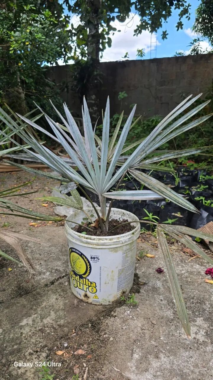 Palmeira azul