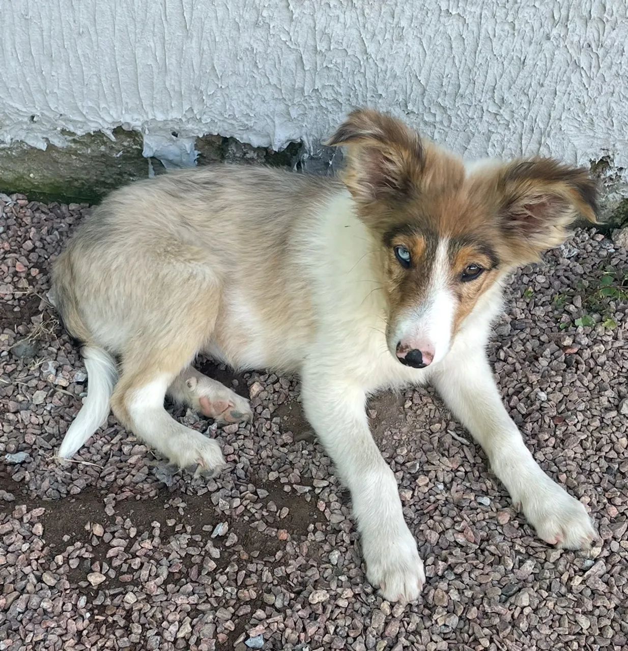 Lindos filhotes de border collie 