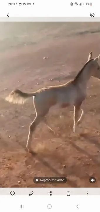 Vendo Egua libuna e a filha de picado - Foto 2