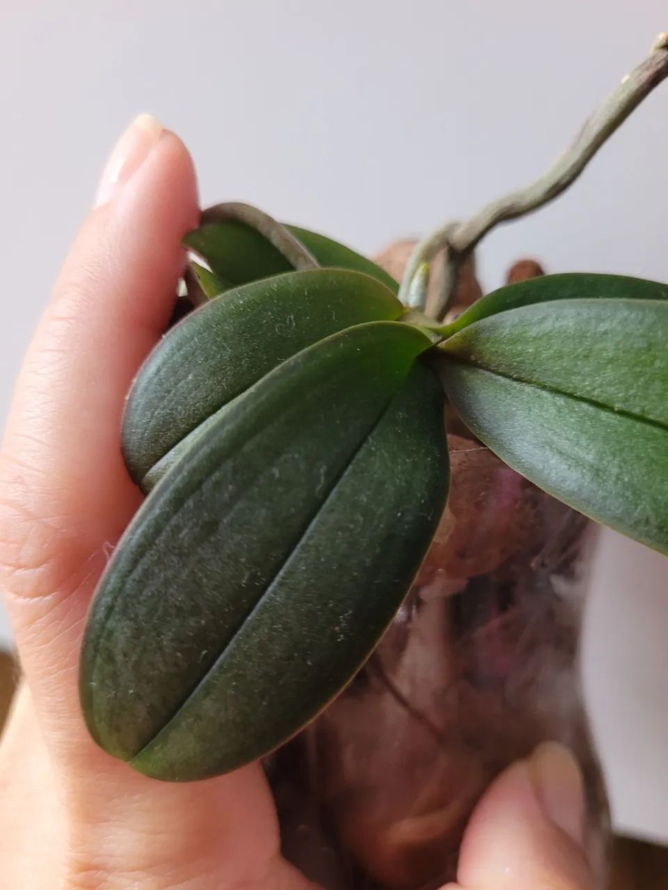 Orquídea Phalaenopsis - Foto 2