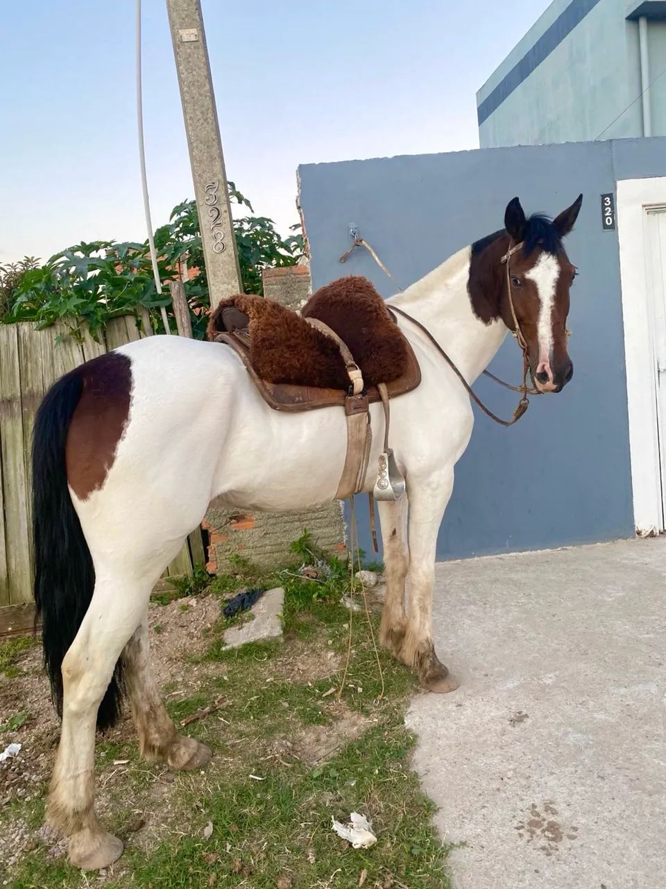 Cavalo tubiano  - Foto 3