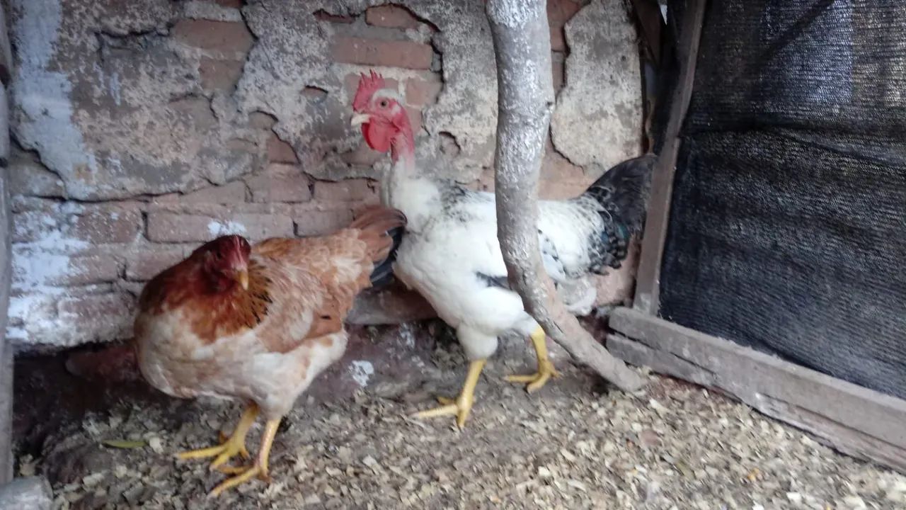 Galo e Galinha Label Rouge - Foto 2