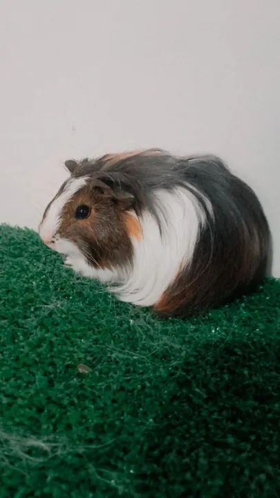 Porquinho da india de raça  - Foto 3