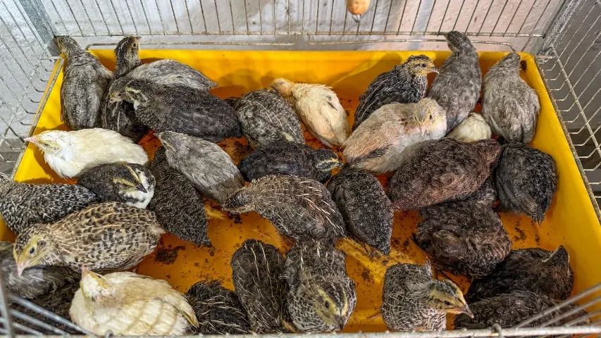 Codornas Gigantes de 20 a 30 dias - Lindas, saudáveis e de genética excelente! - Foto 3