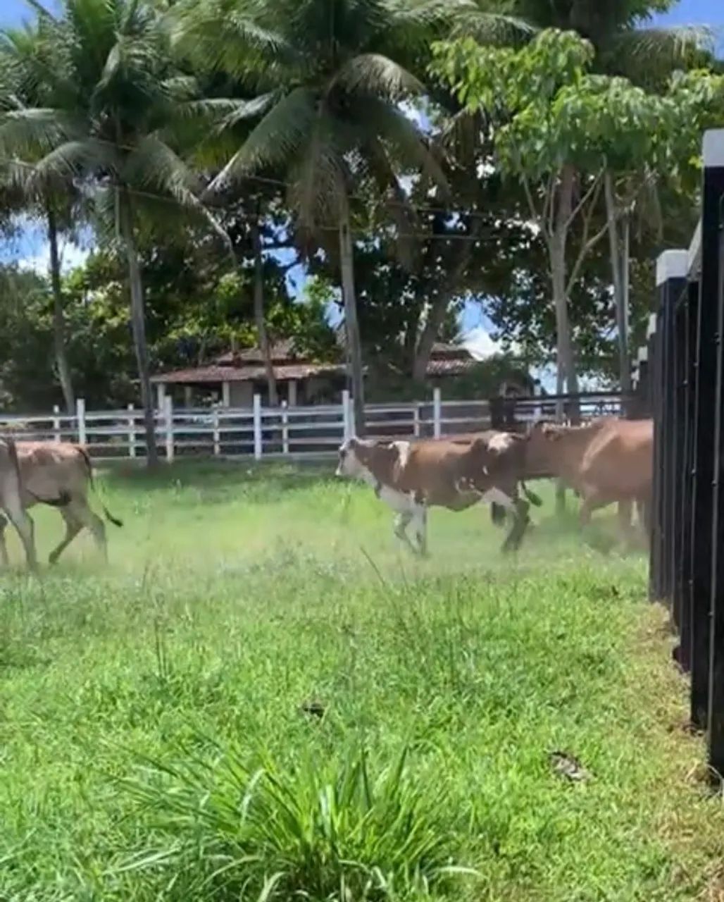VENDO LOTE DE BEZERRAS NELORE E CRUZADAS !!!