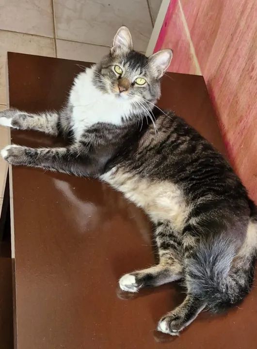 Adoção responsável ! LEIA O ANÚNCIO!!!