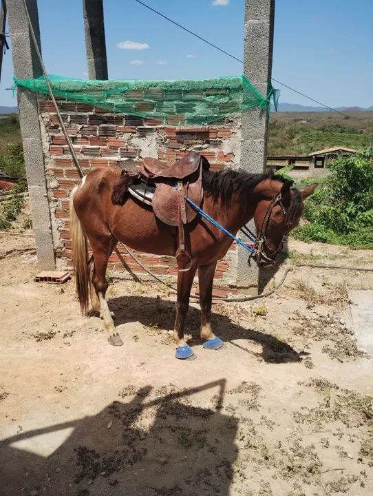 Cavalo (potro) - Foto 2