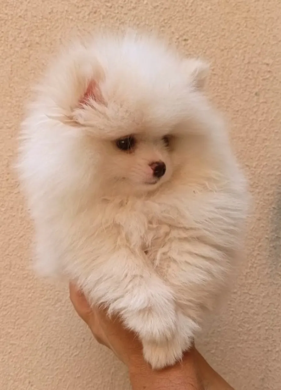 Spitz´´Lulu´´Pronta Entrega Pedigree Incluso!