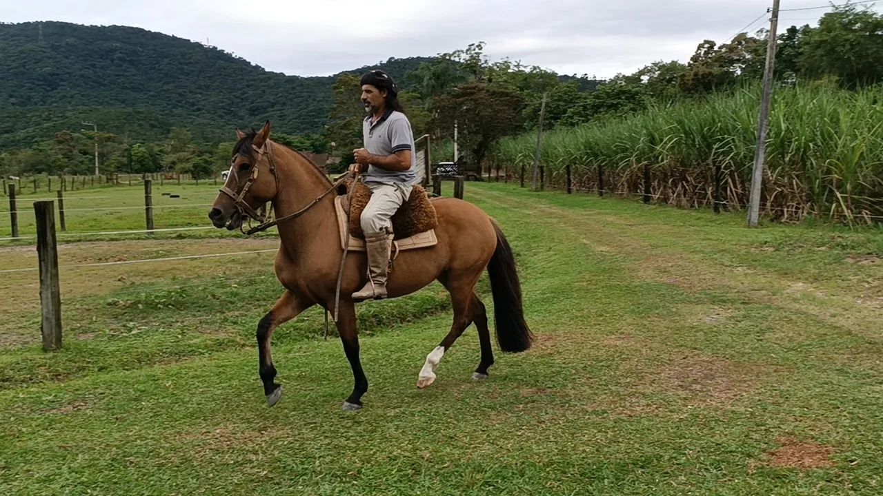Égua Crioula - Foto 3