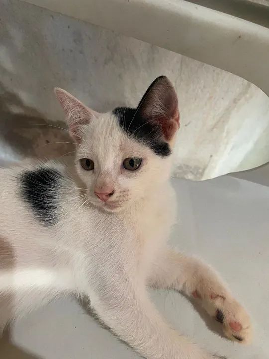 Gatinho Macho - Foto 2