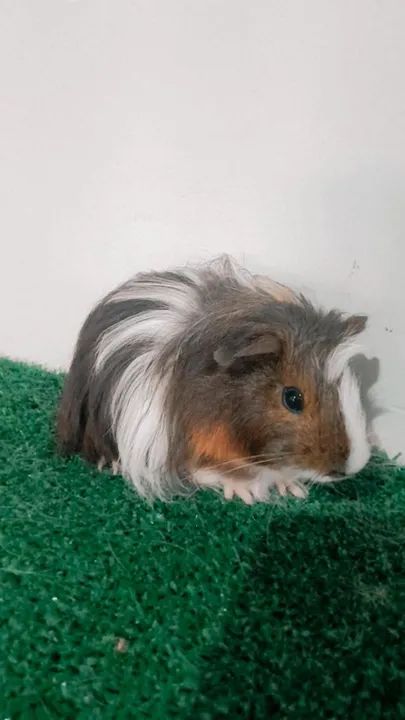 Porquinho da india de raça  - Foto 4