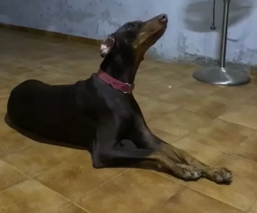 FILHOTE DE DOBERMAN DISPONÍVEL 