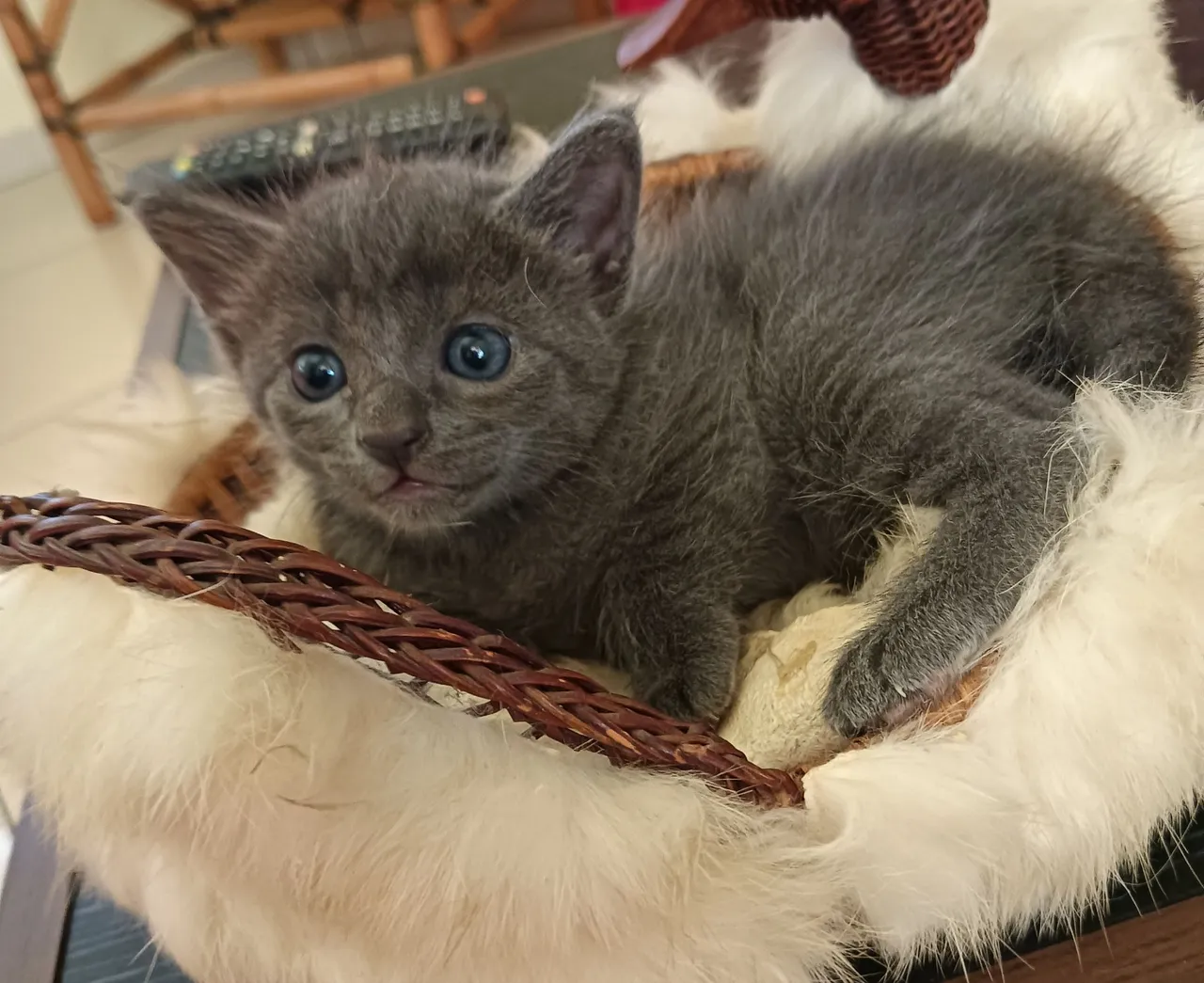 Russian Blue 