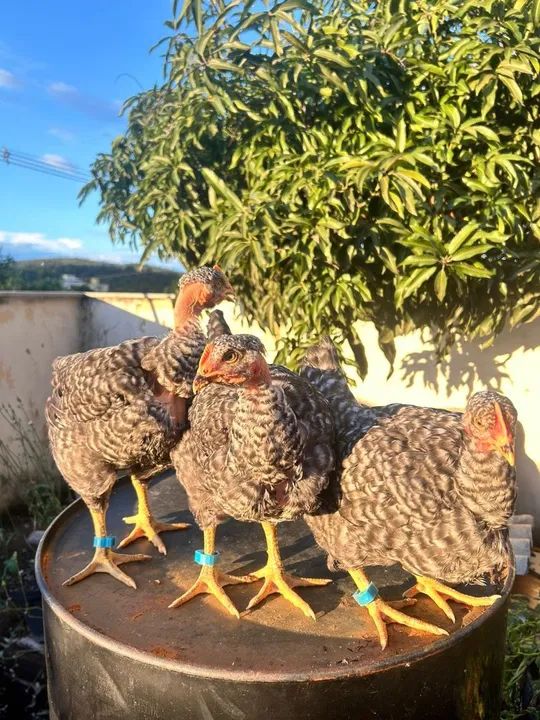 Pescoço pelado pedrês, Label rouge pedrês, frangas . - Foto 3