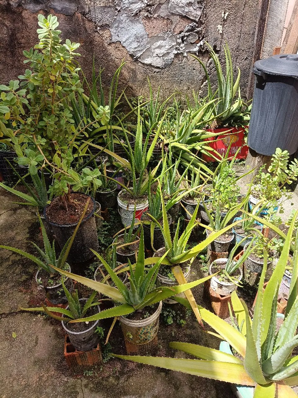 Mudinhas de Aloe Vera - Cultive a Saúde em Casa!