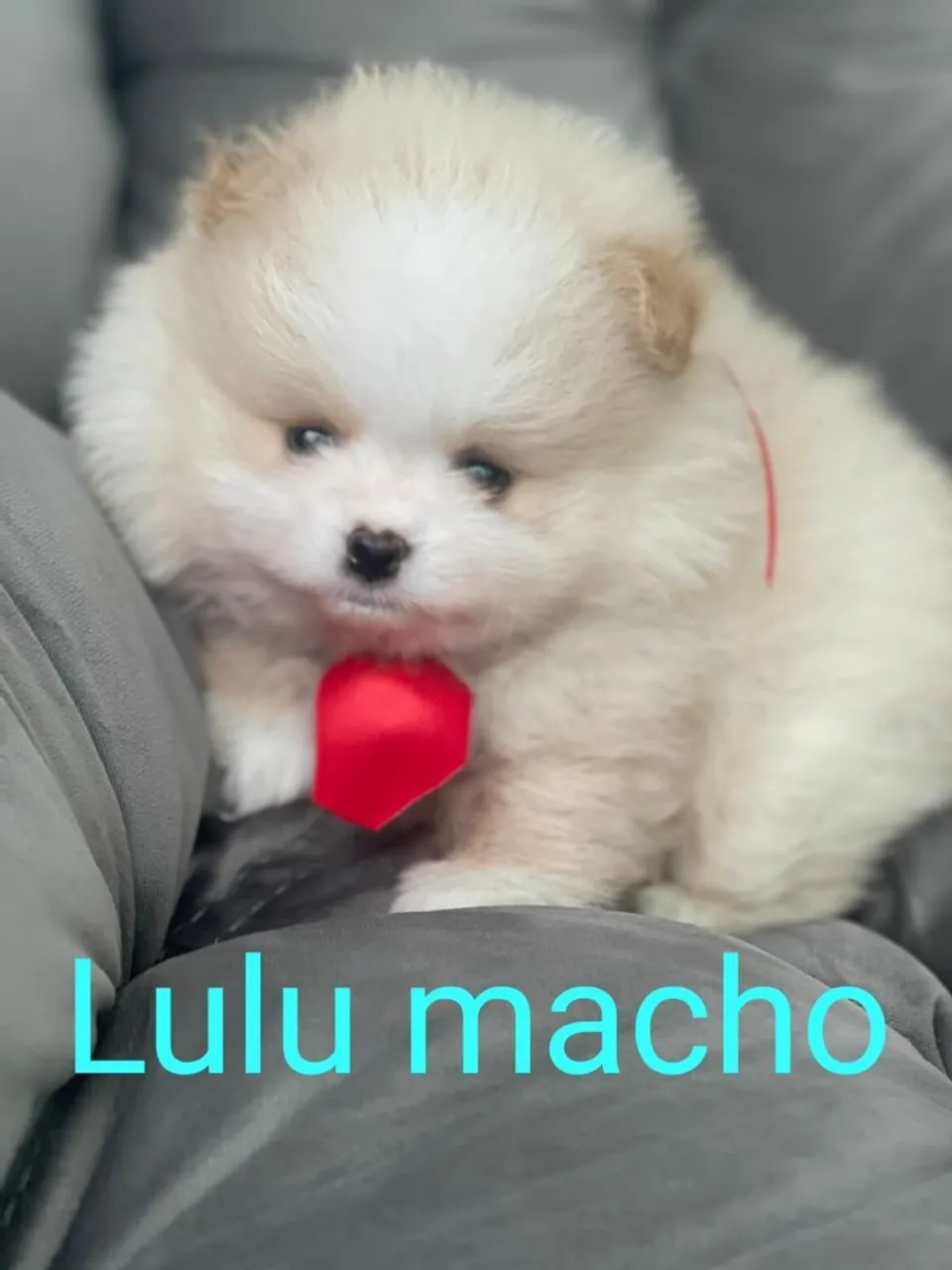 Spitz alemão, Venha conferir!