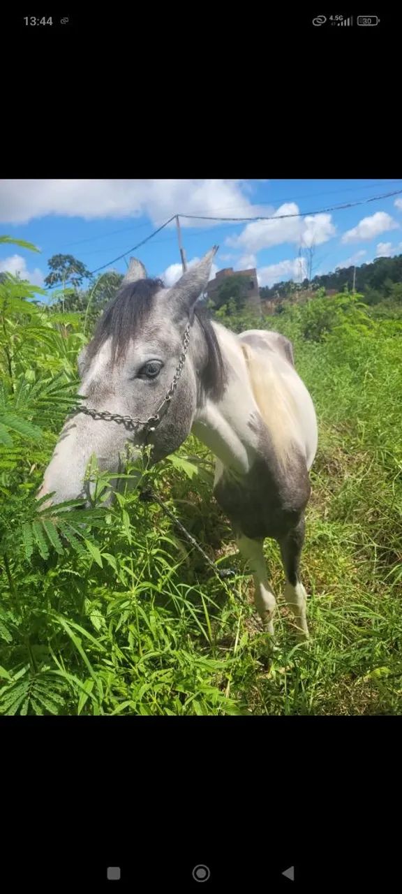 Potro pampa  - Foto 2
