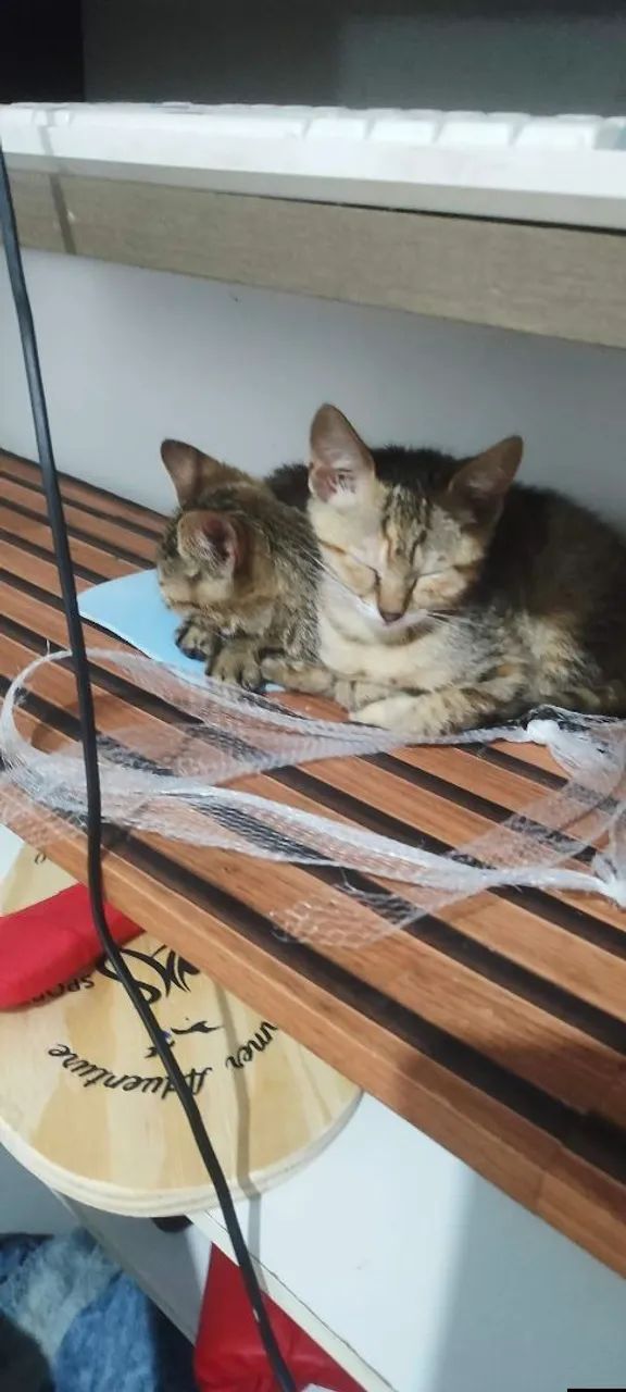 Doa-se duas gatinhas irmãs 