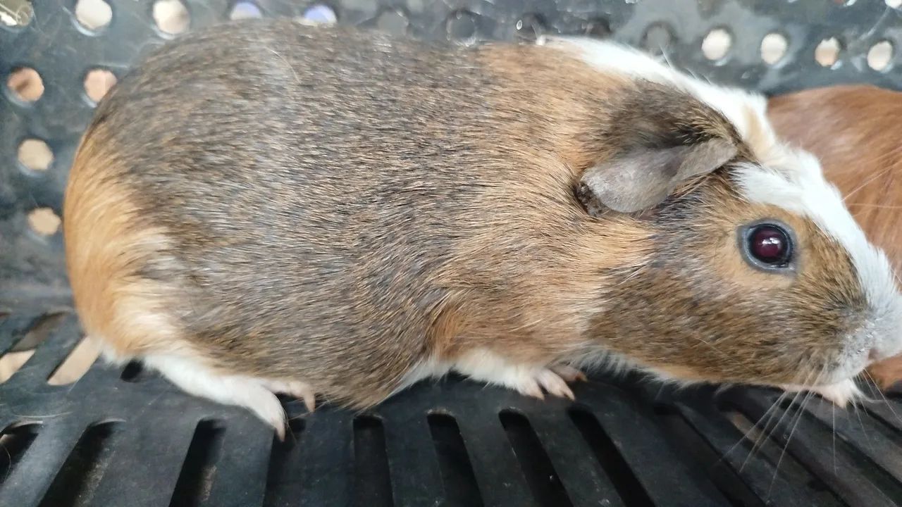 Porquinhos da índia  - Foto 6