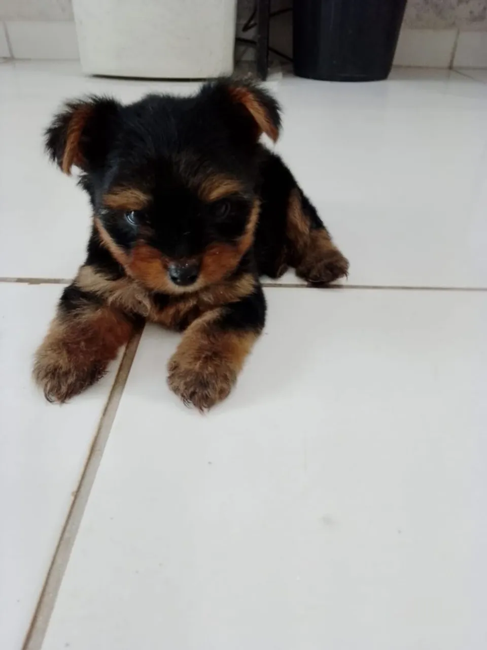 Filhote de Yorkshire Terrier