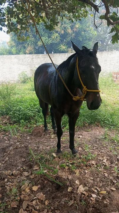 Potra 1/2 com papel - Foto 2