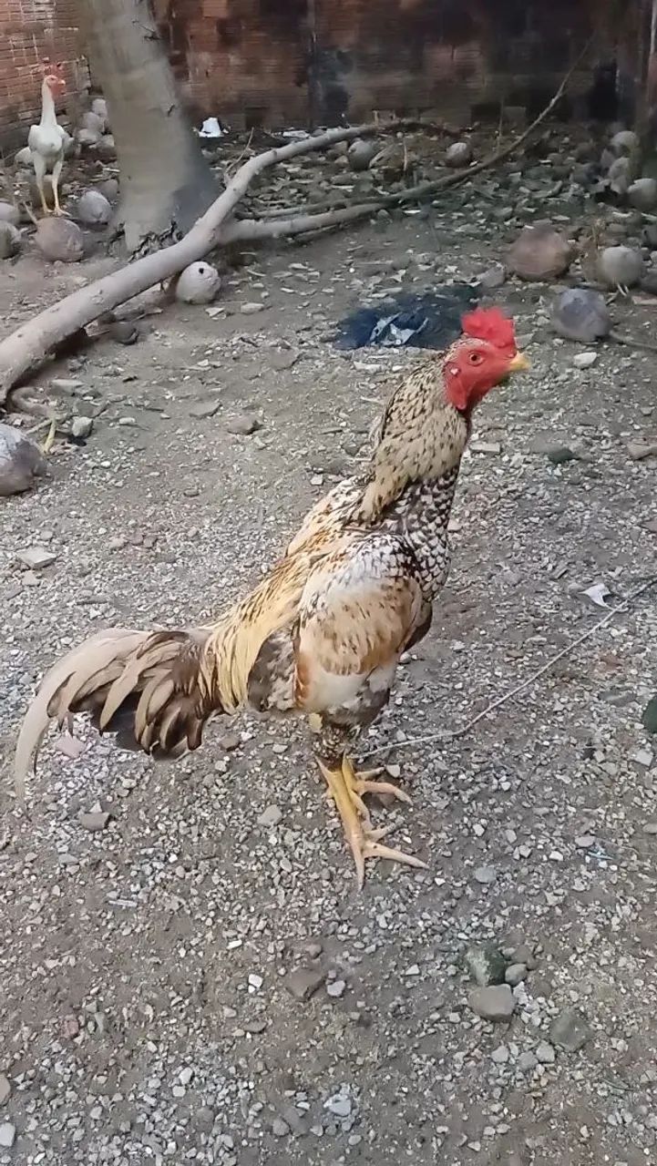 Galo de raça