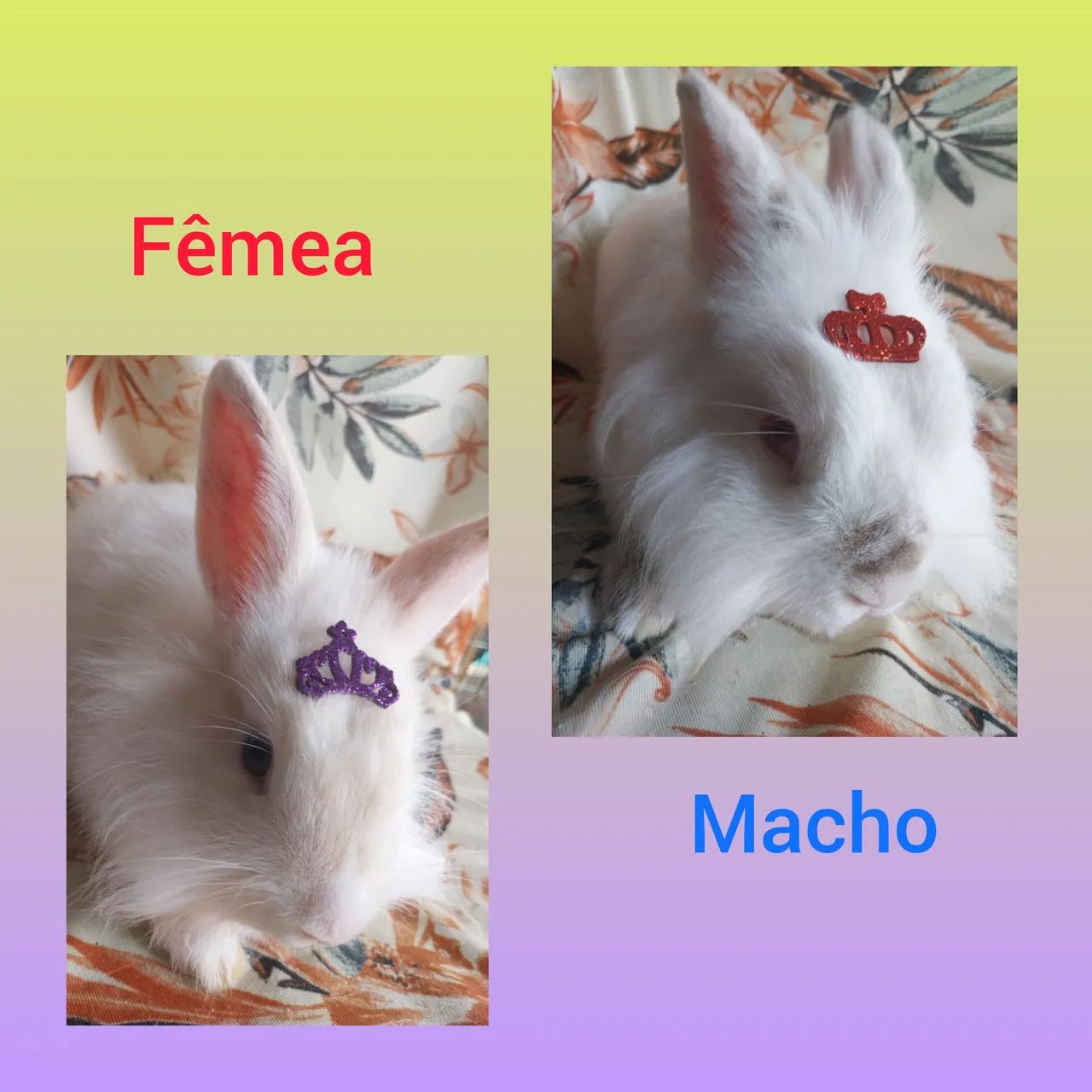 Doação RESPONSÁVEL!!