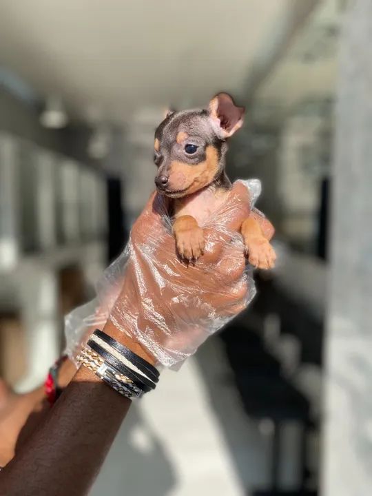 Pinscher miniatura- Fêmea linda e saudável com pedigree - Somos loja física e canil - Foto 3