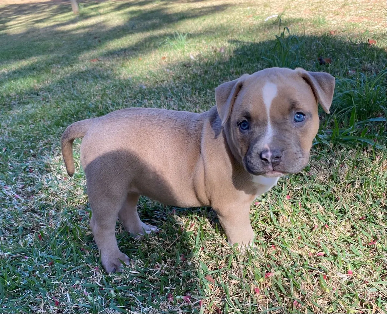 American Bully fêmea