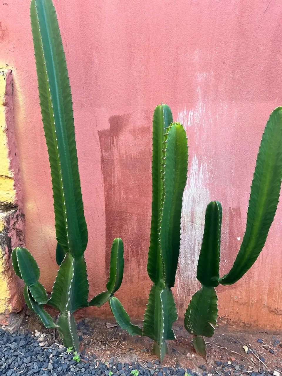 Cactos muda - Foto 3