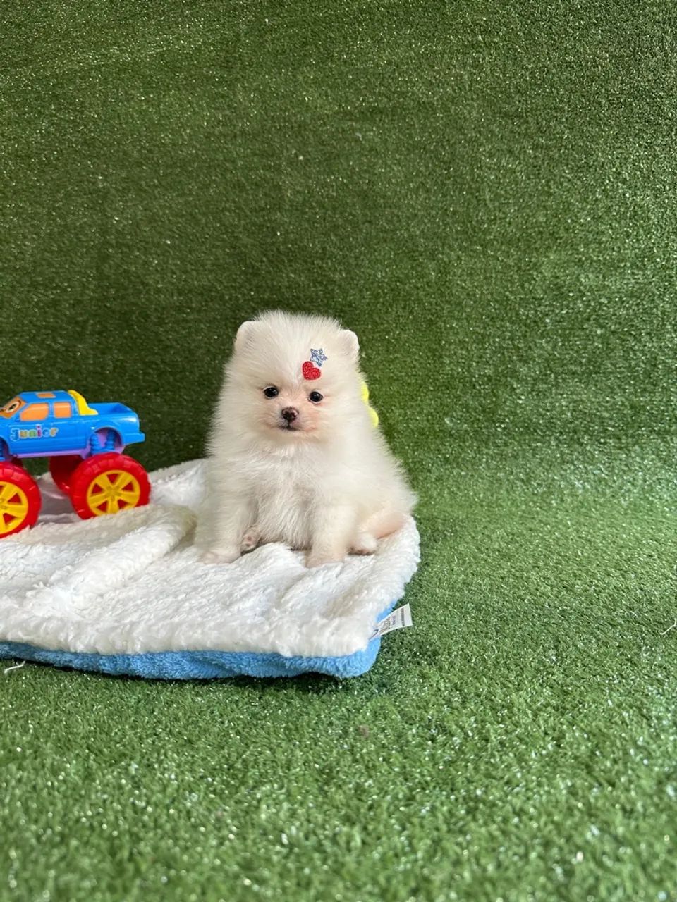 Fofura de Pomeranian! Adquira já!