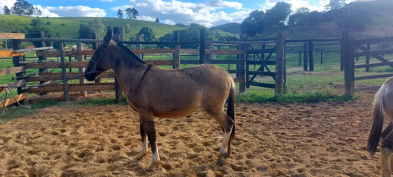 Burro e mula para venda