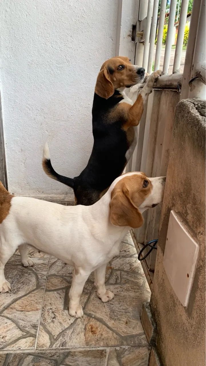 BEAGLE COM PEDIGREE | Casal Beagle  - Foto 4